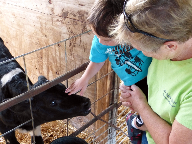 Petting the Calf